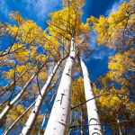 Let Our Groundbreaking Creative & Marketing Teams Guide You